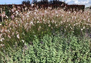 Gaura l. 'Whirling Butterflies' geen maat specificatie cont. 2,0L - afbeelding 8