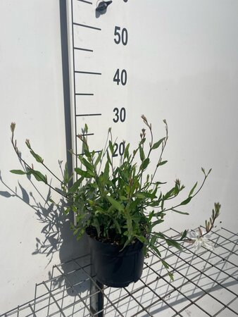 Gaura l. 'Whirling Butterflies' geen maat specificatie cont. 2,0L - afbeelding 2