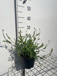 Gaura l. 'Whirling Butterflies' geen maat specificatie cont. 2,0L - afbeelding 2