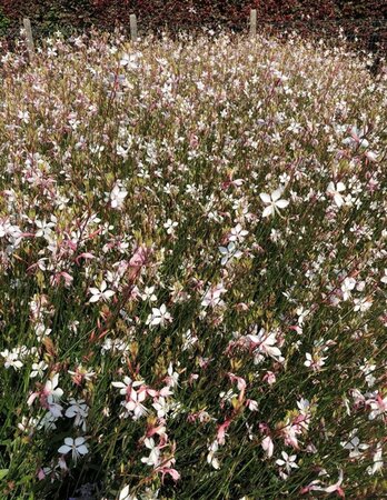 Gaura l. 'Whirling Butterflies' geen maat specificatie cont. 2,0L - afbeelding 4
