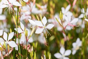 Gaura l. 'Whirling Butterflies' geen maat specificatie cont. 2,0L - afbeelding 3
