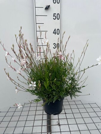 Gaura l. 'Whirling Butterflies' geen maat specificatie cont. 2,0L - afbeelding 10