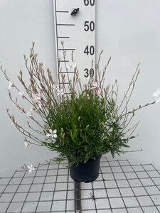Gaura l. 'Whirling Butterflies' geen maat specificatie cont. 2,0L - afbeelding 10