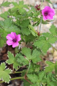 Geranium 'Elworthy Eyecatcher' geen maat specificatie 0,55L/P9cm - afbeelding 1