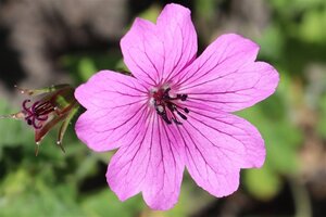 Geranium 'Elworthy Eyecatcher' geen maat specificatie 0,55L/P9cm - afbeelding 2