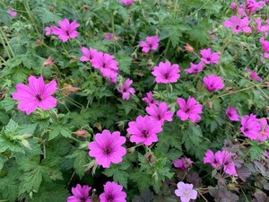 Geranium 'Elworthy Eyecatcher' geen maat specificatie 0,55L/P9cm - afbeelding 3