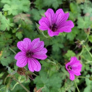 Geranium 'Elworthy Eyecatcher' geen maat specificatie 0,55L/P9cm - afbeelding 4