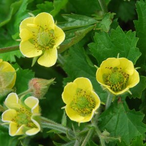Geum 'Lemon Drops' geen maat specificatie 0,55L/P9cm
