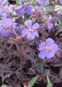 Geranium pr. 'Midnight Reiter' geen maat specificatie 0,55L/P9cm - afbeelding 1