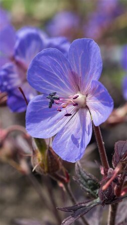 Geranium pr. 'Midnight Reiter' geen maat specificatie 0,55L/P9cm - afbeelding 2