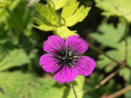 Geranium procurrens 'Sandrine' geen maat specificatie 0,55L/P9cm - afbeelding 1