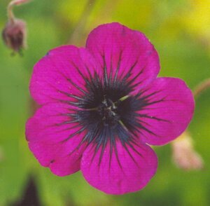 Geranium procurrens 'Sandrine' geen maat specificatie 0,55L/P9cm - afbeelding 2