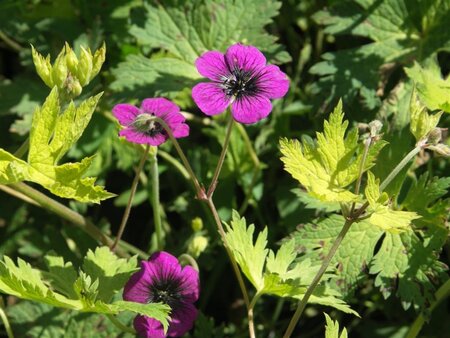 Geranium procurrens 'Sandrine' geen maat specificatie 0,55L/P9cm - afbeelding 3