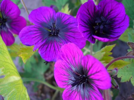 Geranium procurrens 'Sandrine' geen maat specificatie 0,55L/P9cm - afbeelding 4