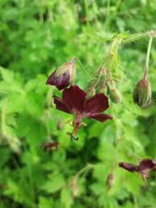 Geranium ph. 'Springtime' geen maat specificatie 0,55L/P9cm