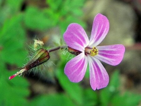 Geranium robertianum geen maat specificatie 0,55L/P9cm