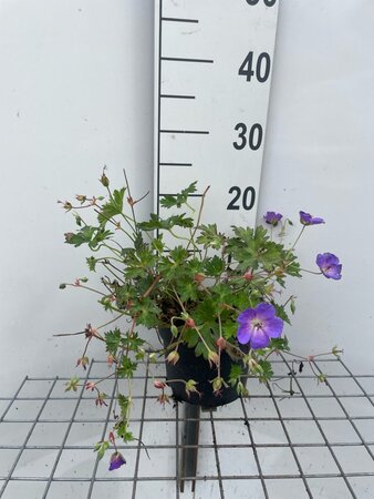 Geranium Rozanne geen maat specificatie cont. 2,0L - afbeelding 1