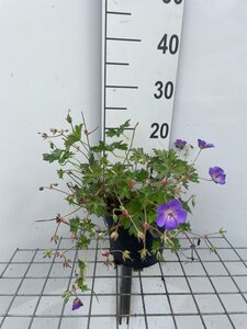 Geranium Rozanne geen maat specificatie cont. 2,0L
