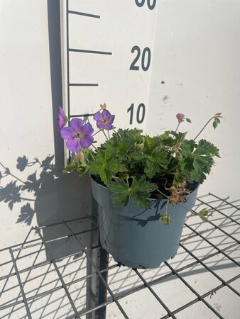Geranium Rozanne geen maat specificatie cont. 2,0L - afbeelding 2