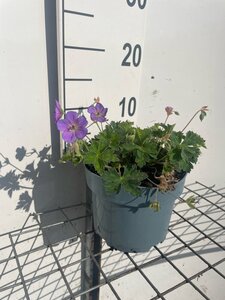 Geranium Rozanne geen maat specificatie cont. 2,0L - afbeelding 2