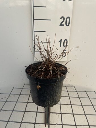 Geranium Rozanne geen maat specificatie cont. 2,0L - afbeelding 3
