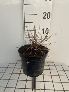 Geranium Rozanne geen maat specificatie cont. 2,0L - afbeelding 3