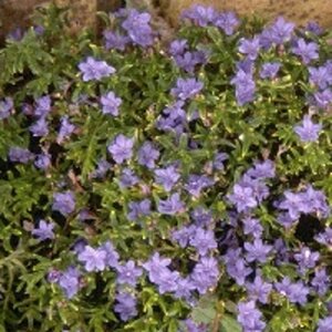 Glandora d. 'Heavenly Blue' geen maat specificatie 0,55L/P9cm - afbeelding 1