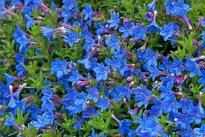 Glandora d. 'Heavenly Blue' geen maat specificatie 0,55L/P9cm - afbeelding 2