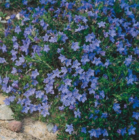 Glandora d. 'Heavenly Blue' geen maat specificatie 0,55L/P9cm - afbeelding 3