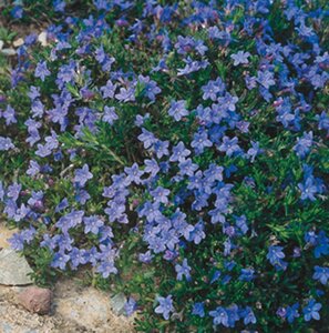 Glandora d. 'Heavenly Blue' geen maat specificatie 0,55L/P9cm - afbeelding 3