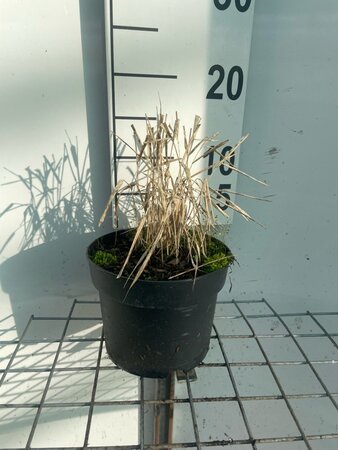 Hakonechloa macra geen maat specificatie cont. 2,0L - afbeelding 6