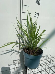 Hakonechloa macra geen maat specificatie cont. 2,0L - afbeelding 7