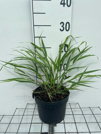 Hakonechloa macra geen maat specificatie cont. 2,0L - afbeelding 8
