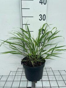 Hakonechloa macra geen maat specificatie cont. 2,0L - afbeelding 8