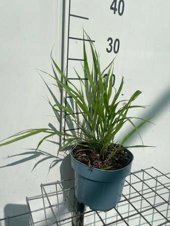 Hakonechloa macra geen maat specificatie cont. 2,0L - image 7