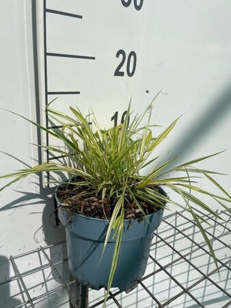 Hakonechloa macra 'Aureola' geen maat specificatie cont. 2,0L