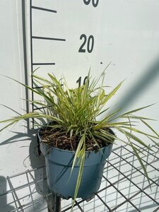 Hakonechloa macra 'Aureola' geen maat specificatie cont. 2,0L