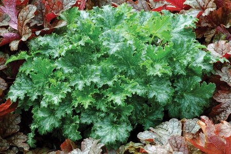 Heuchera 'Apple Crisp' geen maat specificatie 0,55L/P9cm - afbeelding 1