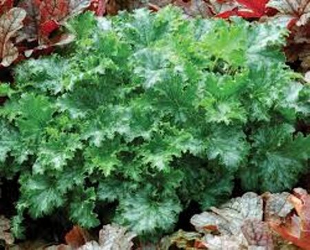 Heuchera 'Apple Crisp' geen maat specificatie 0,55L/P9cm - afbeelding 2