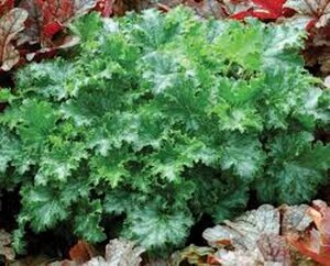 Heuchera 'Apple Crisp' geen maat specificatie 0,55L/P9cm - afbeelding 2