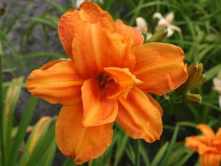 Hemerocallis 'Bandolero' geen maat specificatie 0,55L/P9cm - afbeelding 1