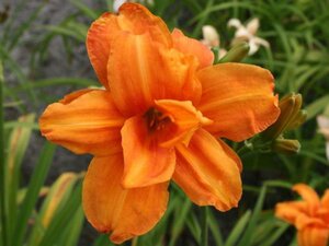 Hemerocallis 'Bandolero' geen maat specificatie 0,55L/P9cm