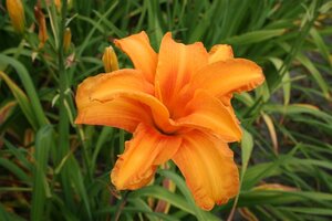 Hemerocallis 'Bandolero' geen maat specificatie 0,55L/P9cm - afbeelding 2