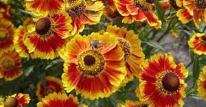 Helenium 'Biedermeier' geen maat specificatie 0,55L/P9cm
