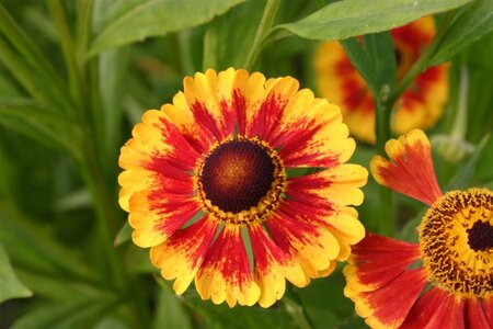 Helenium 'Biedermeier' geen maat specificatie 0,55L/P9cm - afbeelding 2