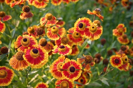 Helenium 'Biedermeier' geen maat specificatie 0,55L/P9cm - afbeelding 3