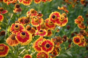 Helenium 'Biedermeier' geen maat specificatie 0,55L/P9cm - afbeelding 3