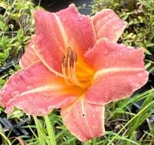 Hemerocallis 'Children's Festival' geen maat specificatie 0,55L/P9cm