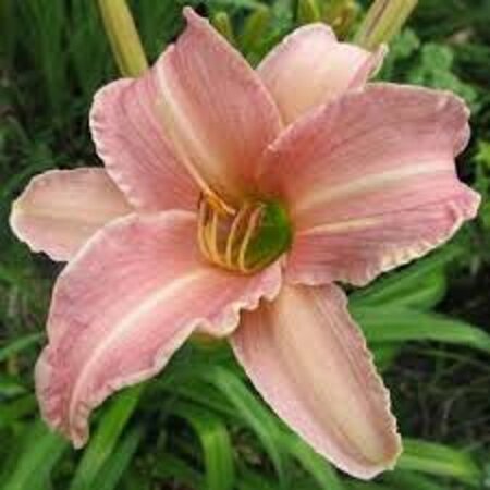 Hemerocallis 'Children's Festival' geen maat specificatie 0,55L/P9cm - afbeelding 2