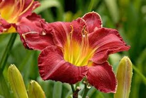 Hemerocallis 'Charles Johnston' geen maat specificatie 0,55L/P9cm